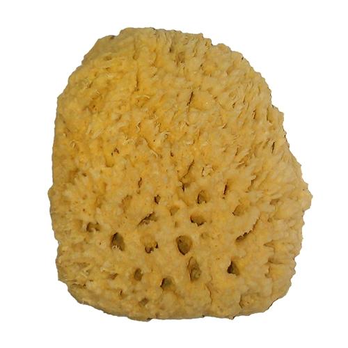 Wool Sea Sponges (5-6") - The Soap Opera Company