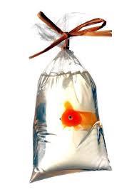 My Pet Fish - The Soap Opera Company